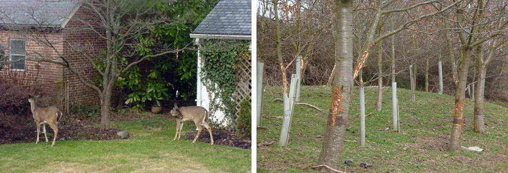 Ochranna stromcekov proti okusu zveri